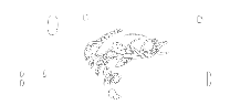 Northern Bass Guide